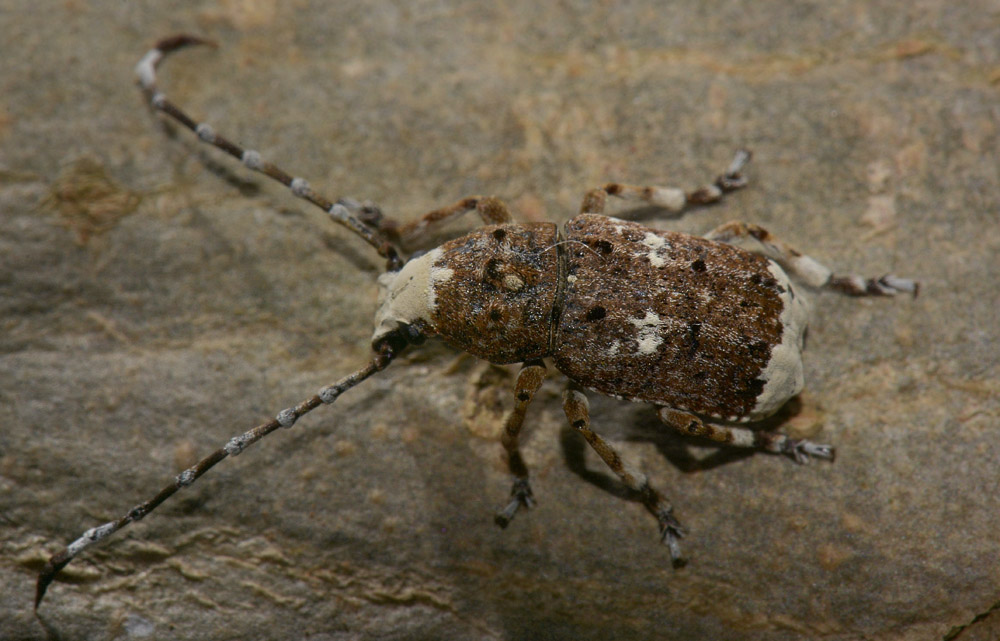 Platystomos albinus (Anthribidae)